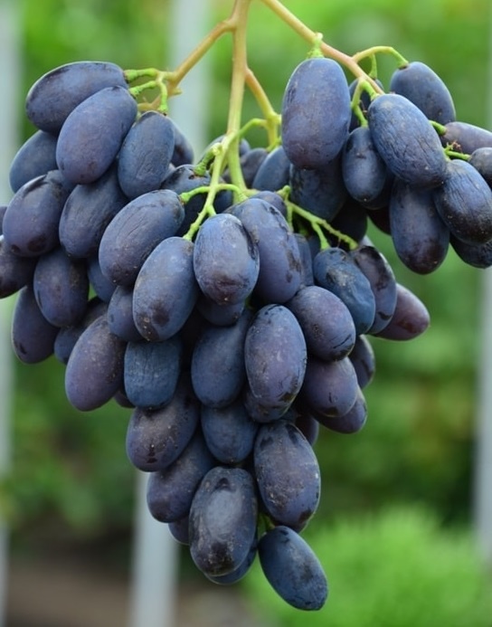 виноград вулкан калугина